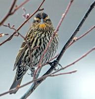 Red-winged Blackbird, 10 February 2022, Mansfield, Tolland Co