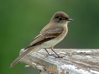 Eastern Phoebe, 6 August 2022, Mansfield, Tolland Co,