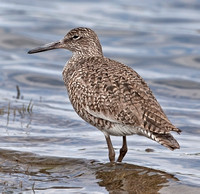Eastern Willet, 30 April 2011, Madison, New Haven Co