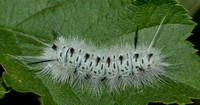 Hickory Tussock Moth larva, 1 September 2018, Mansfield, Tolland Co.
