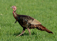Wild Turkey, 12 April 2021, Mansfield, Tolland Co.