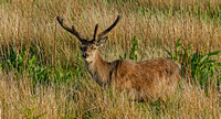 Red Deer, N. Uist, Scotland, 2016