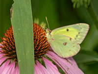 Clouded Sulphurs, July/August 2020, Mansfield, Tolland Co