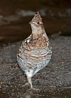 Ruffed Grouse (F), 17 April 2011, Eastford, CT