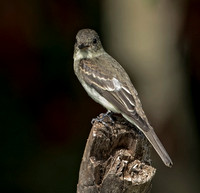 Eastern Wood-Pewee, 15 September 2016, Mansfield, Tolland Co.