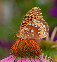 Great Spangled Fritillary, 12 July 2020, Mansfield, Tolland co.