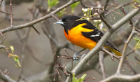 Baltimore Oriole, 3 May 2014, Mansfield, Tolland CO.
