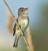 Eastern Willow Flycatcher, 18 June 2013, Madison, New Haven Co.