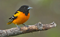 Baltimore Oriole, 6 May 2014, Mansfield, Tolland Co.