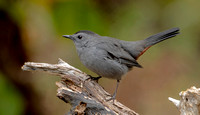 Gray Catbird, 16 October 2022, Milford, New Haven Co