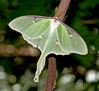 Luna Moth, 1 June 2009, Ashford, CT