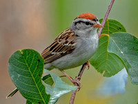 Chipping Sparrow, 18 July 2023, Mansfield, Tolland Co