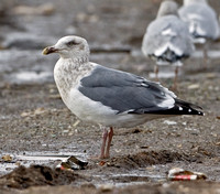 Slaty-backed Gull, Windsor, CT