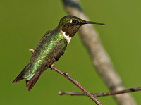 Ruby-throated Hummingbird, 31 July 2014, Mansfield, Tolland Co.