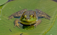 Green Frog, 5 June 2022, Hampton, Windham Co