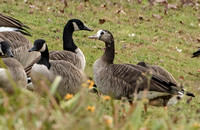 Likely Canada X Greater White-fronted Geese, 29 October 2016, Mansfield, Tolland