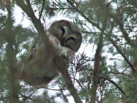 Northern Saw-whet Owl (record shots), 18 January 2014, Chaplin, Windham Co.