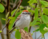 Chipping Sparrow, 8 May 2022, Mansfield, Tolland Co