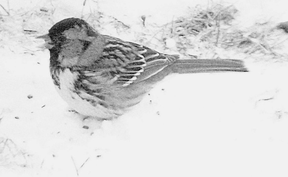 Harris' Sparrow, Bloomfield, CT