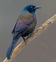 Common Grackle, 10 February 2022, Mansfield, Tolland Co.