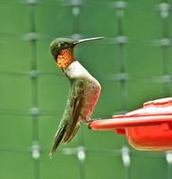 Ruby-throated Hummingbird, molting male showing orange/yellow irridescence in gorget 11 July 2011