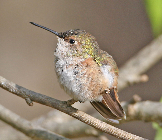 Rufous Hummingbird, Tolland, CT