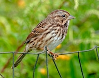 Song Sparrow, 23 September 2022, Mansfield, Tolland Co.