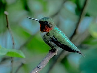 Ruby-throated Hummingbird, 13 June 2024, Mansfield, Tolland Co,