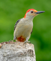 Red-bellied Woodpecker, 5 June 2022, Mansfield, Tolland Co