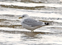 Mew Gull (Common Gull), West Haven, New Haven Co., CT 20 March 2009.