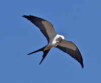 American Swallow-tailed Kite, Haddam CT