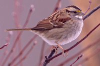 White-throated Sparrow 9 February 2025, Mansfield, Tolland Co.