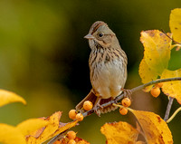 Lincoln's Sparrow, 13 October 2022, Mansfield, Tolland Co.