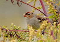 White-crowned Sparrow, 16 October 2022, Milford, New Haven Co.