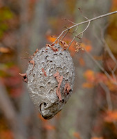Paper Wasp Hive, Likely White-faced Hornet, 16. October 2022, Mansfield, Tolland