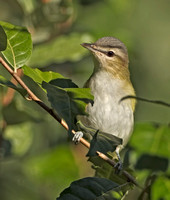 Red-eyed Vireo, 21 September 2012, Mansfield, Tolland Co.