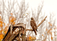 Red-shouldered Hawk, 23 October 2022, Mansfield, Tolland Co.
