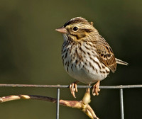 Savannah Sparrow, 25 September 2012, Mansfield, Tolland co.