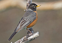 American Robin, 3 May 2015, Mansfield, Tolland Co.