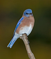 Eastern Bluebird, 8 October 2012, Mansfield, Tolland Co