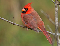 Northern Cardinal, 21 October 2012, Mansfield, Tolland Co.