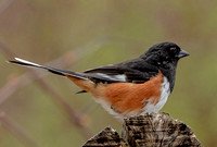 Eastern Towhee, 30 April 2024, Hampton, Windham Co