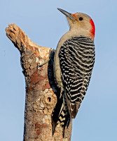 Red-bellied Woodpecker, 22 November 2022, Mansfield, Tolland Co.