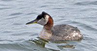 Red-necked Grebe, 22 March 2014, Stratford, Fairfield Co.