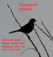 Townsend's Solitaire, 28 November 2022, Madison, New Haven Co,