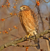 Red-shouldered Hawk, 6 December 2012, Mansfield, Tolland Co.