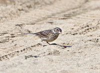 Vesper Sparrow, 18 June 2010, Kennebunk Plain, Maine