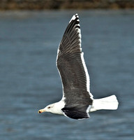 Great Black-backed Gull, 30 November 2013, Cape Cod Canal, Sandwich, MA