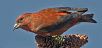 Red Crossbill, 13 December 2012, Madison, New Haven Co.