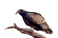 Turkey Vulture, 4 January 2023, Lyme, New London Co.